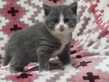 ブリティッシュショートヘア【三重県・男の子・2019年3月26日・ブルー&ホワイト（良質）】の写真「4人兄弟の綺麗な八割れくん」