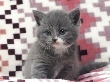 ブリティッシュショートヘア【三重県・男の子・2019年3月26日・ブルー&ホワイト（良質）】の写真「4人兄弟」