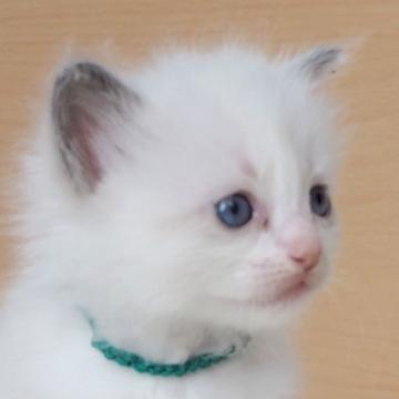 ラグドール【三重県・男の子・2022年9月27日・ブルーポイント バイカラー（長毛）】の写真「両親、遺伝子検査クリア」