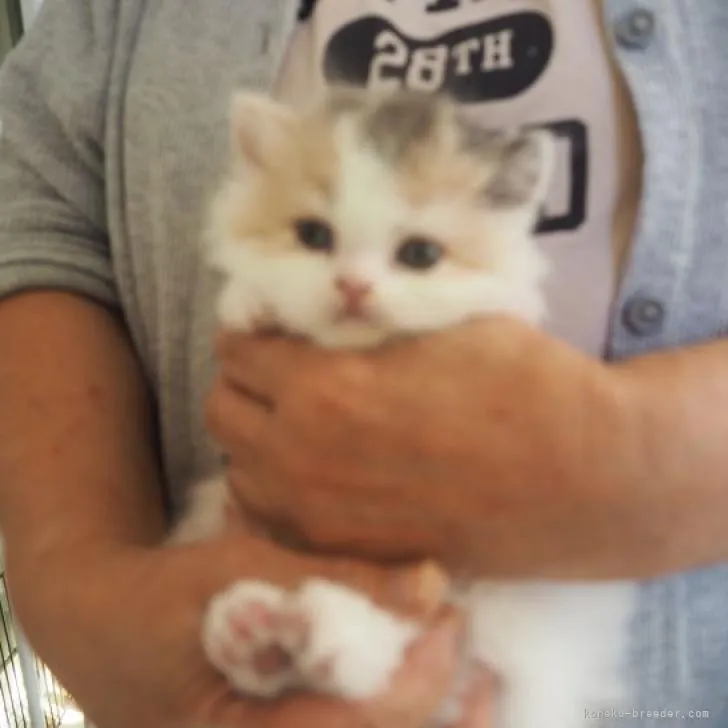 ID:2211-01335の子猫
