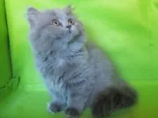 ブリティッシュショートヘア【三重県・女の子・2020年8月29日・ブルー 。セミロング】の写真2「11/7」