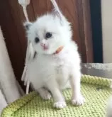 ラグドール【三重県・女の子・2023年11月19日・ブルーポイント バイカラー】の写真4