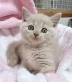 ブリティッシュショートヘア【三重県・男の子・2024年10月11日・クリームタビー】の写真5