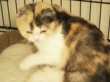 スコティッシュフォールド(折れ耳)【三重県・男の子・2020年3月6日・レッド&ホワイト.】の写真5「お母さんの丸ちゃん  初産」
