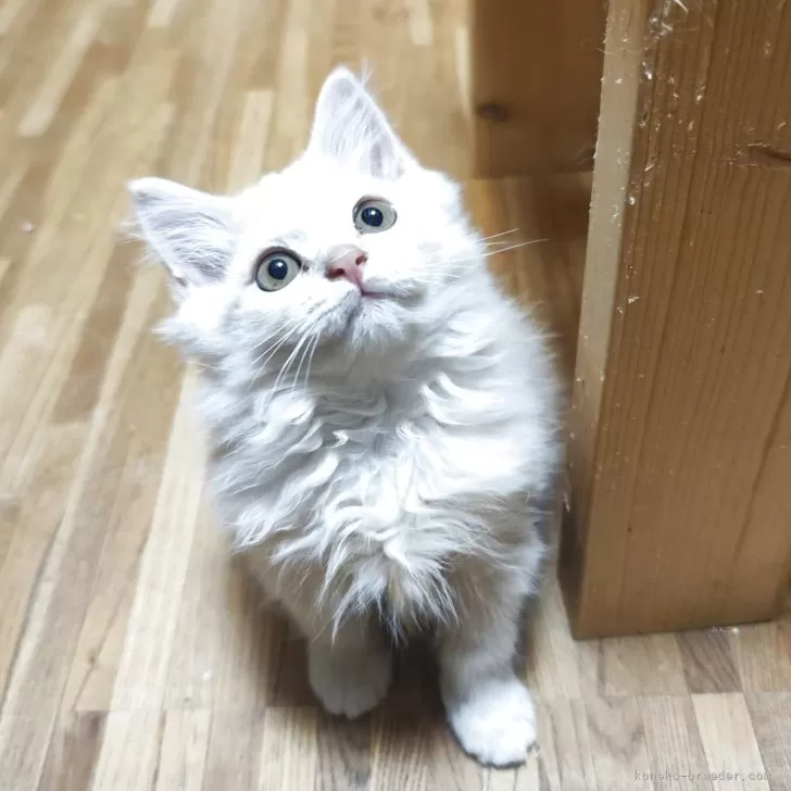 スコティッシュフォールド(立ち耳)【三重県・男の子・2025年8月25日・クリームタビー】の写真1「モフモフヘア👍👏👏」