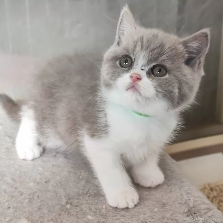 ID:2412-02398の子猫