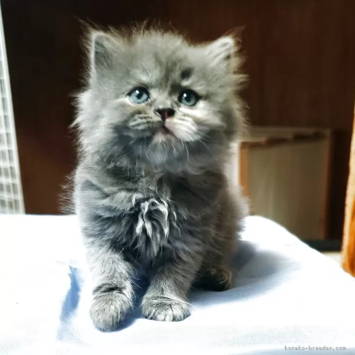 スコティッシュフォールド(立ち耳)【三重県・女の子・2025年8月25日・ブルー&amp;クリーム】の写真1「個性がバッチリ🥰👏」