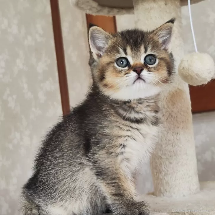 ID：2412-02578の子猫