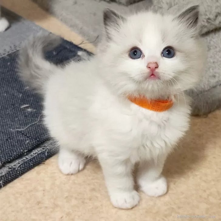 ID：2412-02242の子猫
