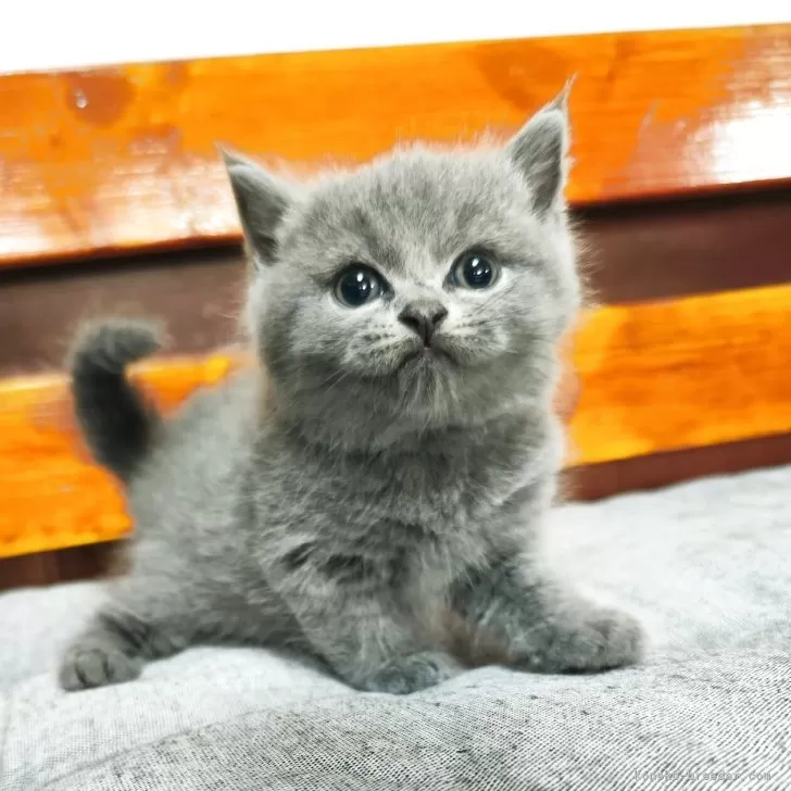 Y.A 様のお迎えした子猫