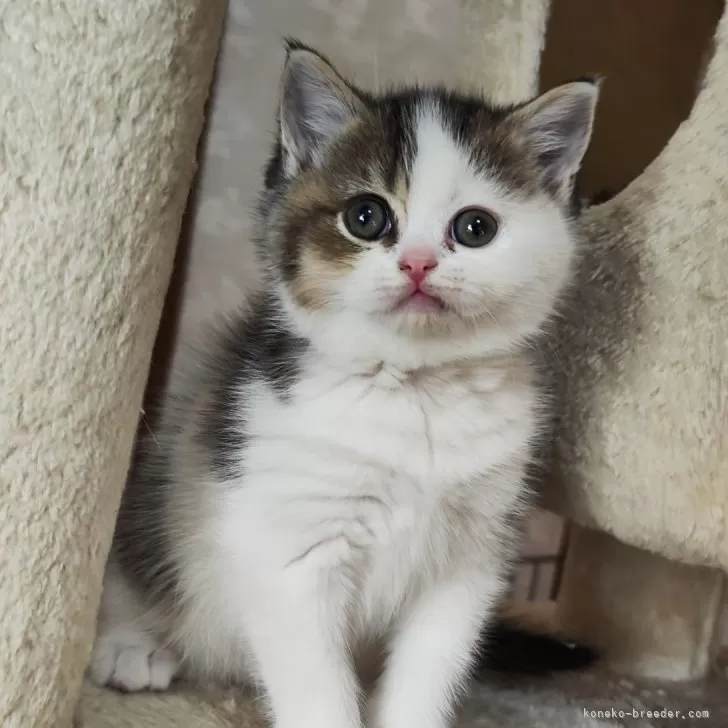 ID：2412-02601の子猫