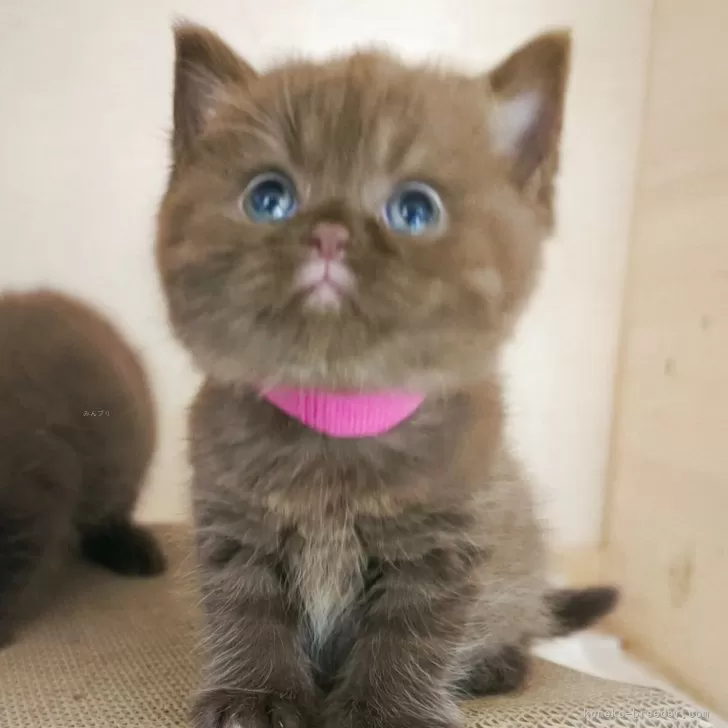 ブリティッシュショートヘア【三重県・女の子・2025年8月20日・チョコレート】の写真1「垂れ目のおちょぼ口可愛い❤😍」