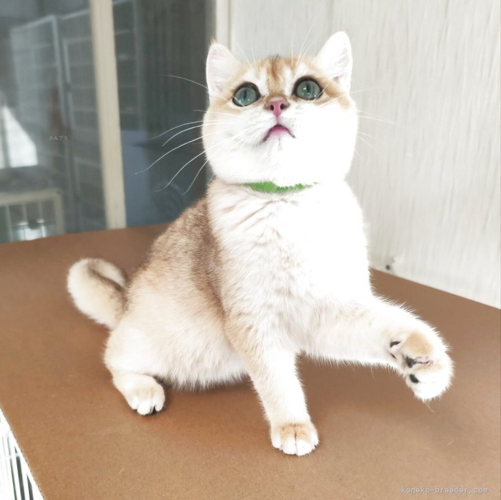 ブリーダー画像