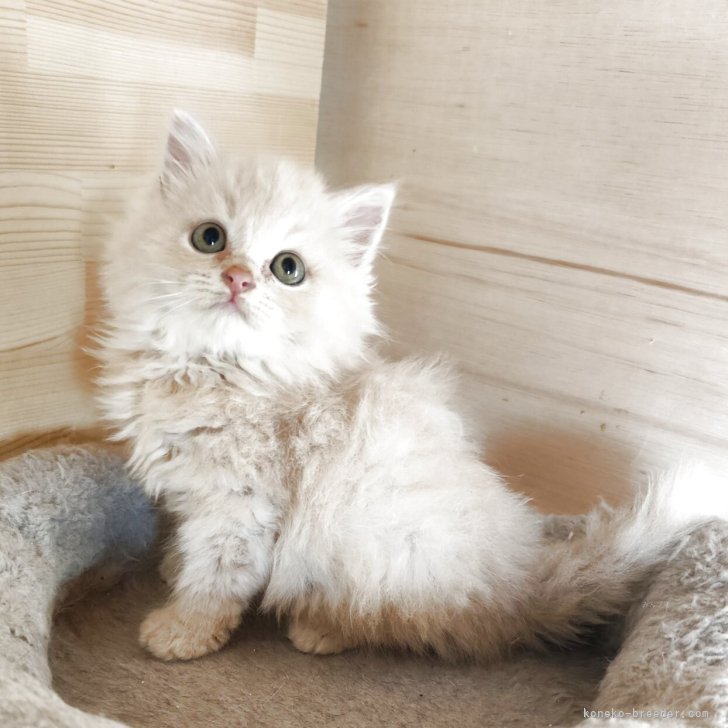 ブリーダー画像