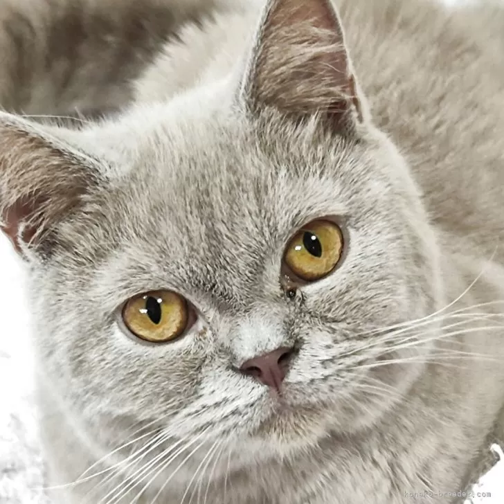 ID:2508-03018の子猫