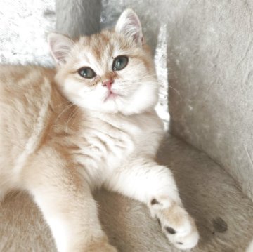 ブリティッシュショートヘア【三重県・男の子・2025年6月2日・ブラックゴールデン チンチラ（ショート）】の写真「お留守番も安心サイズ、甘えん坊の男の子🥰」