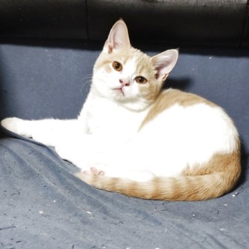 ブリティッシュショートヘア【三重県・男の子・2025年7月20日・クリームタビー&ホワイト（ショート）】の写真「甘えん坊の男の子🥰」