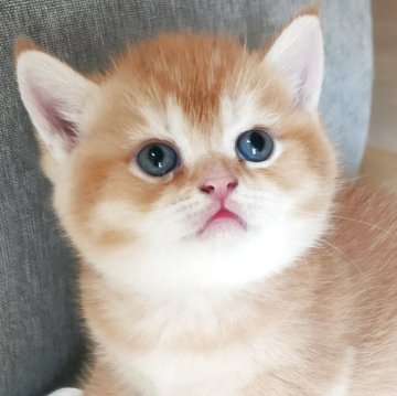 ブリティッシュショートヘア【三重県・男の子・2025年4月22日・レッド（ショートヘア）】の写真「丸顔のとても可愛い男の子です😙」