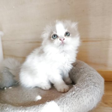 スコティッシュフォールド(折れ耳)【三重県・男の子・2025年8月25日・クリームタビー&ホワイト（ロングヘア）】の写真「ベタ折れの超甘えん坊の男の子🥰」