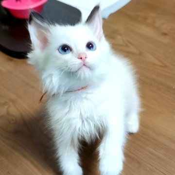 ラグドール【三重県・女の子・2025年1月6日・ブルートーティポイントバイカラー（長毛）】の写真「毛吹もバツグン😃三毛猫になります」