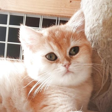 ブリティッシュショートヘア【三重県・女の子・2025年8月20日・ゴールデン シェル（ショート）】の写真「大人しい男の子です😊」