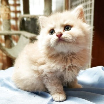 スコティッシュフォールド(立ち耳)【三重県・男の子・2025年8月25日・クリームタビー（ロングヘア）】の写真「甘えん坊の男の子🥰」