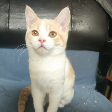 ブリティッシュショートヘア【三重県・男の子・2025年7月20日・クリームタビー&ホワイト（ショート）】の写真「甘えん坊の男の子🥰」