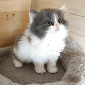 スコティッシュフォールド(立ち耳)【三重県・女の子・2025年8月25日・ダイリュートキャリコ（ロングヘア）】の写真「甘えん坊の女の子🥰」