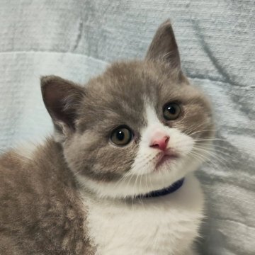 ブリティッシュショートヘア【三重県・男の子・2025年8月3日・ライラック&ホワイト（ショート）】の写真「甘えん坊の男の子🥰」