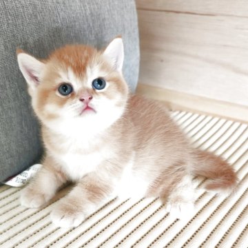 ブリティッシュショートヘア【三重県・男の子・2025年4月22日・レッド（ショートヘア）】の写真「丸顔のとても可愛い男の子です😙」