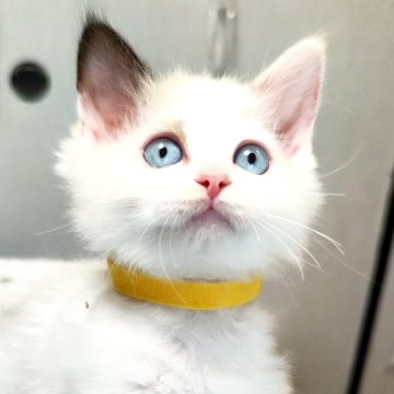 ラグドール【三重県・女の子・2025年1月6日・シールトーティポイント バイカラー（長毛）】の写真「毛吹もバツグン😃」