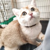 ブリティッシュショートヘア