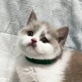 ブリティッシュショートヘア