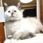 ラグドール【三重県・女の子・2025年1月6日・ブルートーティポイント】の写真1「ラグドールでは珍しい三毛猫になります、丸顔の可愛い子猫です」