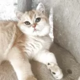 ブリティッシュショートヘア