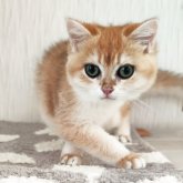 ブリティッシュショートヘア