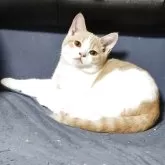 ブリティッシュショートヘア