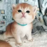 ブリティッシュショートヘア
