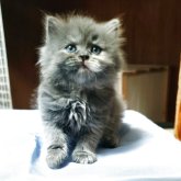 スコティッシュフォールド(立ち耳)