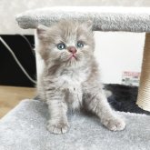 ブリティッシュショートヘア