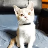 ブリティッシュショートヘア