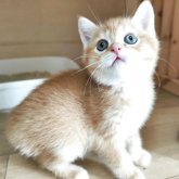 ブリティッシュショートヘア
