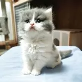 スコティッシュフォールド(立ち耳)