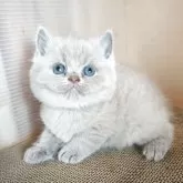 ブリティッシュショートヘア