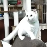 ブリティッシュショートヘア