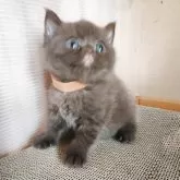 ブリティッシュショートヘア