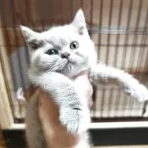 ブリティッシュショートヘア