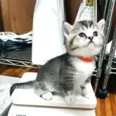 ブリティッシュショートヘア