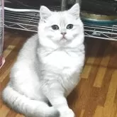 ブリティッシュショートヘア