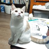 ブリティッシュショートヘア